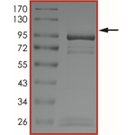 EGFR (K728A T790M C797S L858R), Active